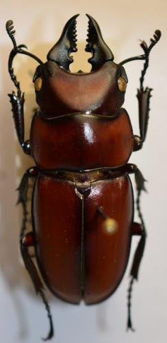 Réf. 249 153 : Prosopocoilus sp.